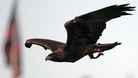 Golden Eagle