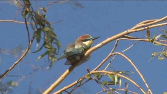 Bee-eater birds are very rare in this part of Europe at this time of year