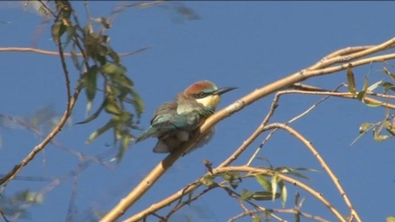 Bee-eater birds are very rare in this part of Europe at this time of year