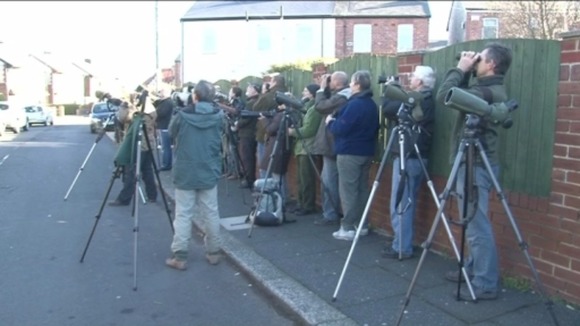 Bird-watchers have been flocking here from all over the country