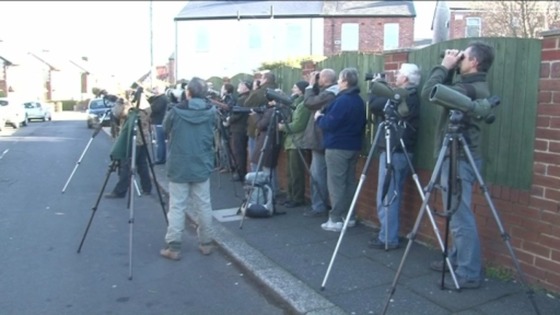 Bird-watchers have been flocking here from all over the country
