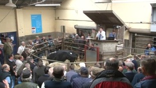 Abergavenny livestock market