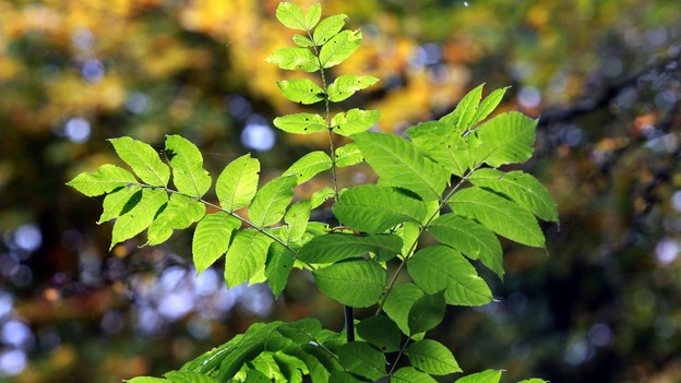 An ash sapling in Studley, Warwickshire