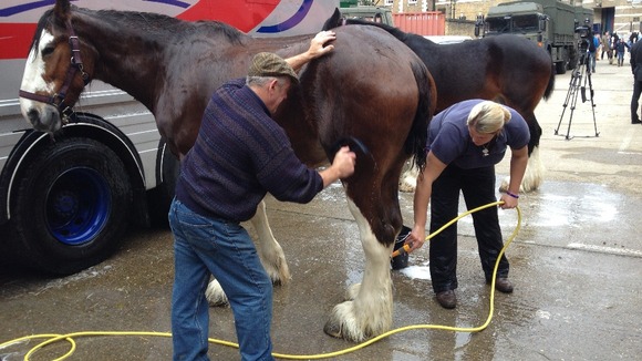 Horses prepared for The Lord Mayor's Show.