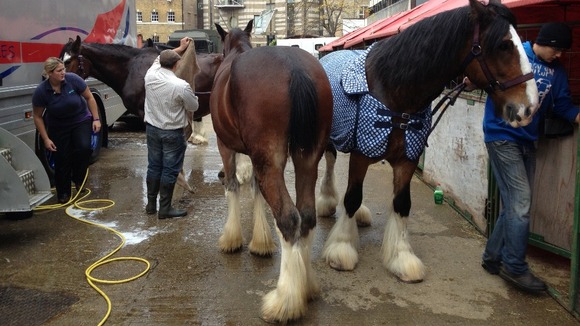 Horses prepared for The Lord Mayor's Show.
