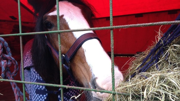 Horses prepared for The Lord Mayor's Show.