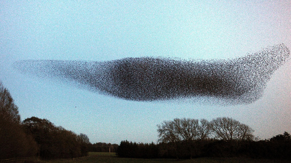 Murmuration of starlings as the number of starlings seen in people's gardens has fallen by almost four-fifths in less than 25 years