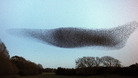 Murmuration of starlings as the number of starlings seen in people's gardens has fallen by almost four-fifths in less than 25 years