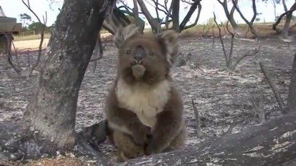 Koala suffers a burnt paw