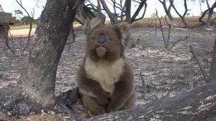 Koala suffers a burnt paw