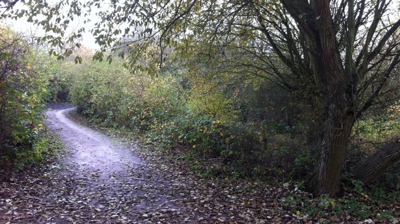 Woodland