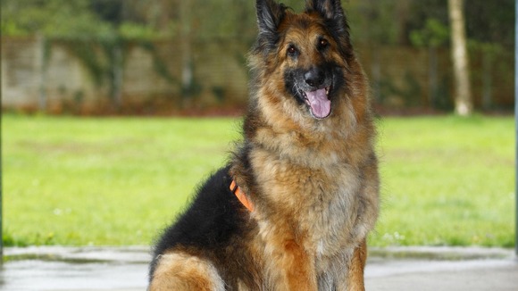 Greater Manchester Police are appealing for unwanted dogs as they begin a new course of dog training