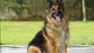 Greater Manchester Police are appealing for unwanted dogs as they begin a new course of dog training