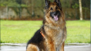 Greater Manchester Police are appealing for unwanted dogs as they begin a new course of dog training