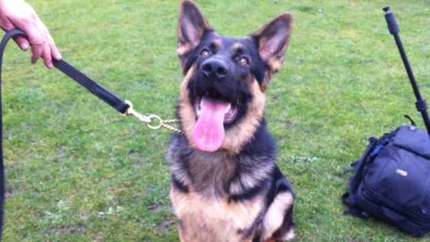 Police dogs in training with the Greater Manchester force