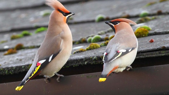 The waxwings are travelling through the North West before heading south