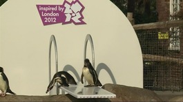Penguins on a newly installed diving board at  London Zoo