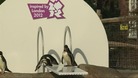 Penguins on a newly installed diving board at  London Zoo