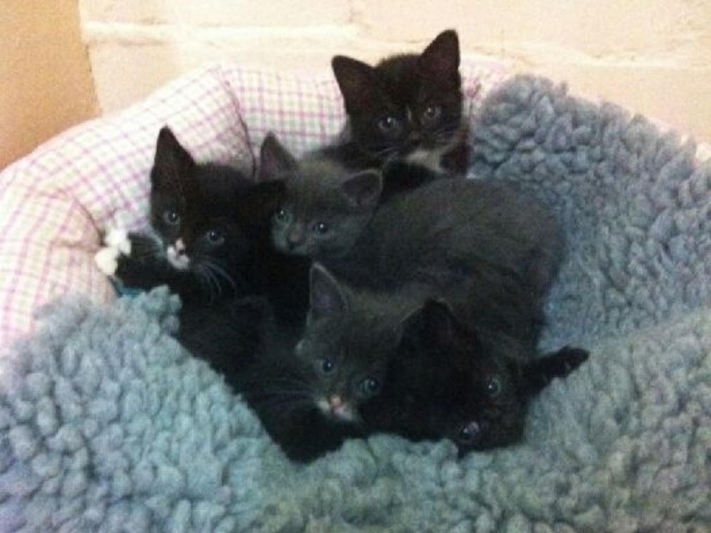 Litter of kittens dumped in a box days before Christmas need a new home