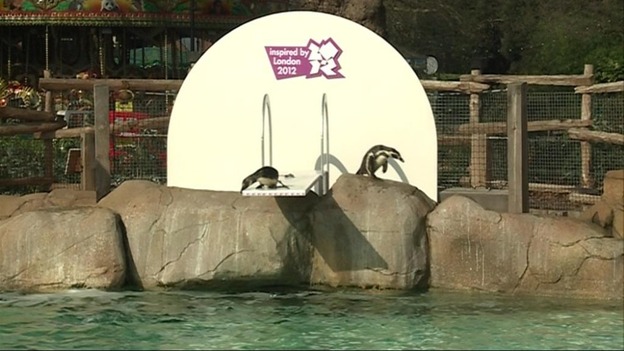 Penguins on the diving board