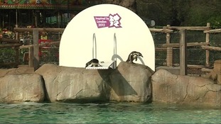 Penguins at London Zoo.