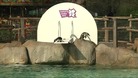 Penguins at London Zoo.