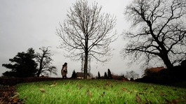 Oak trees across the country are under threat from ash dieback 