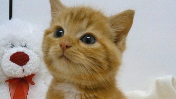 Kitten