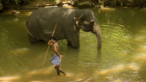 Elephant handlers wash down their elephants in Pinawella village near Kandy, Sri Lanka