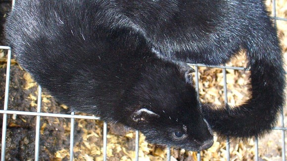 Mink react to boredom in much the same way as humans