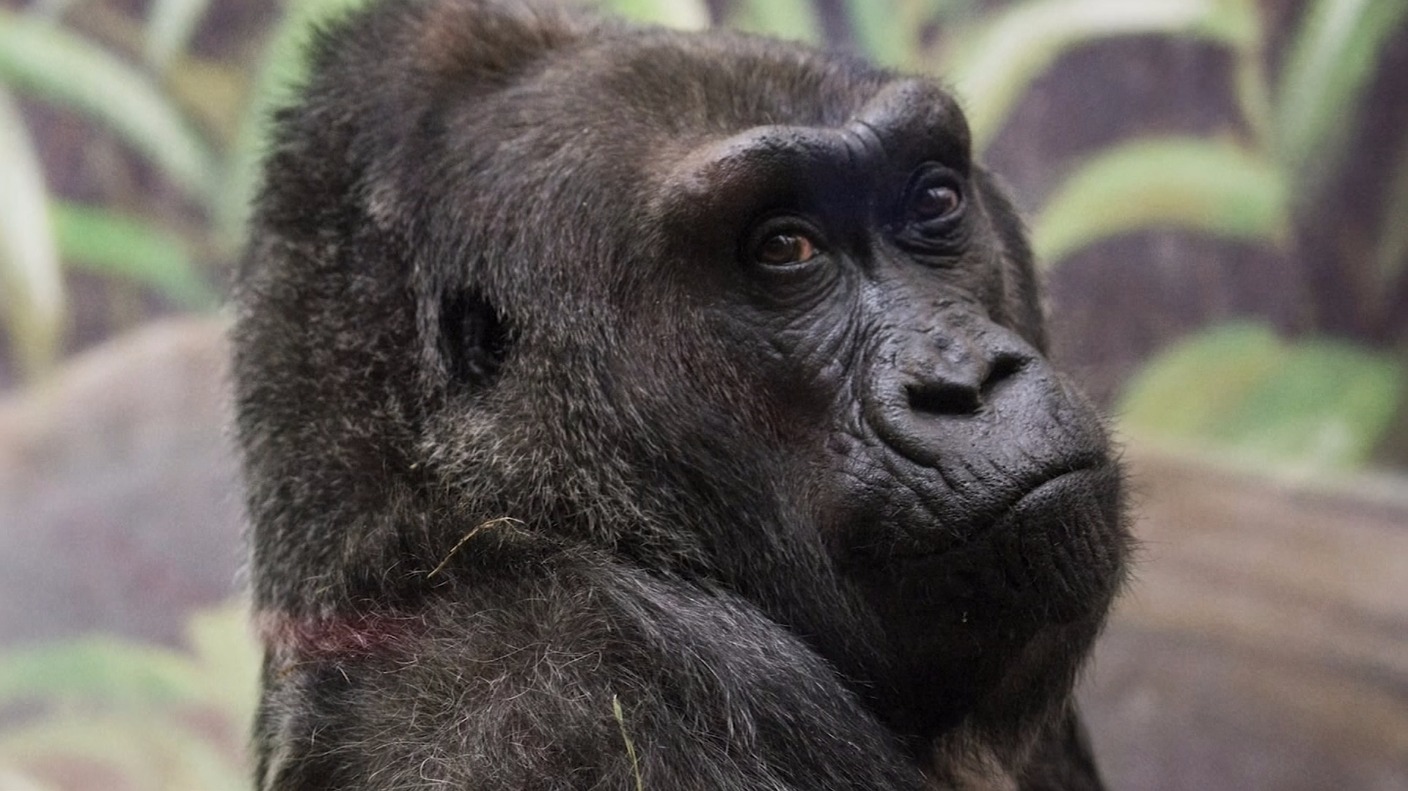 World's first gorilla born in captivity dies aged 60 ITV News