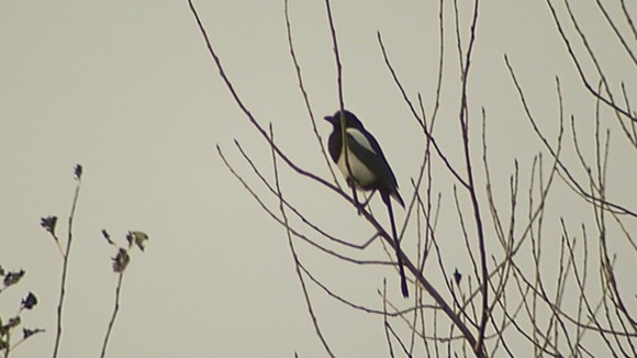 Lee Valley Regional Park.