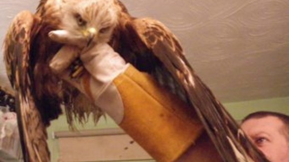 red kite