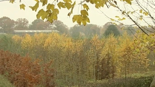 Fears for ash trees in the Midlands