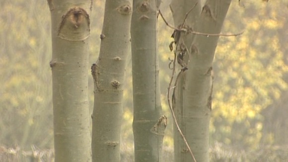 The National Forest has issued advice to stop ash dieback spreading