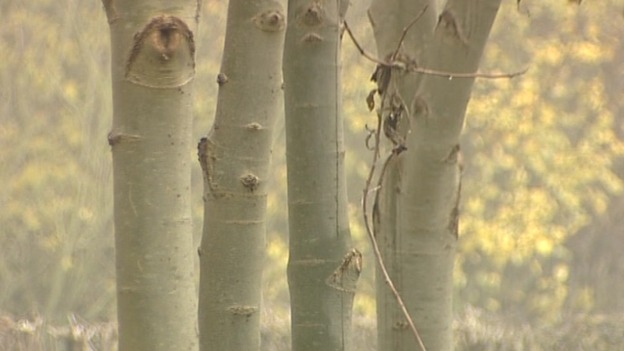 The National Forest has issued advice to stop ash dieback spreading