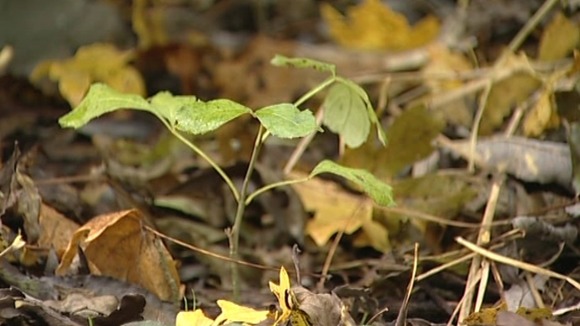 The younger the ash, the more susceptible it is to the disease
