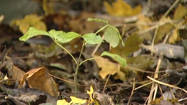 The younger the ash, the more susceptible it is to the disease