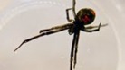 Black widow 