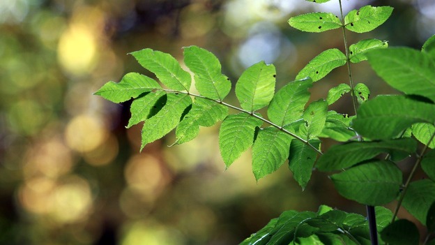 Ash tree