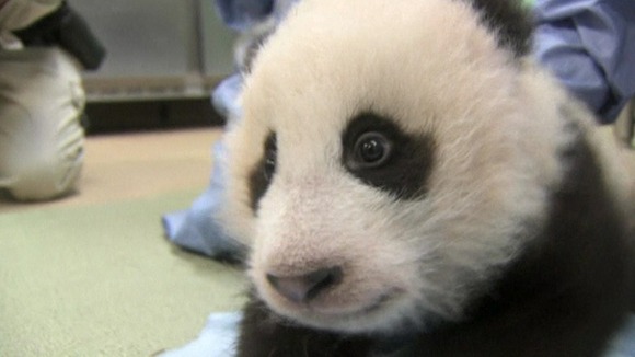 Panda Xiao Liwu.