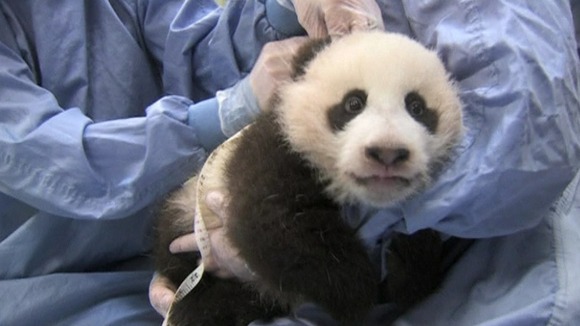 Panda Xiao Liwu being examined.