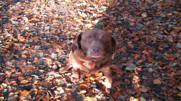 Topsy the chocolate labrador in the autumn leaves.