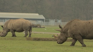 rhino pregnancy period