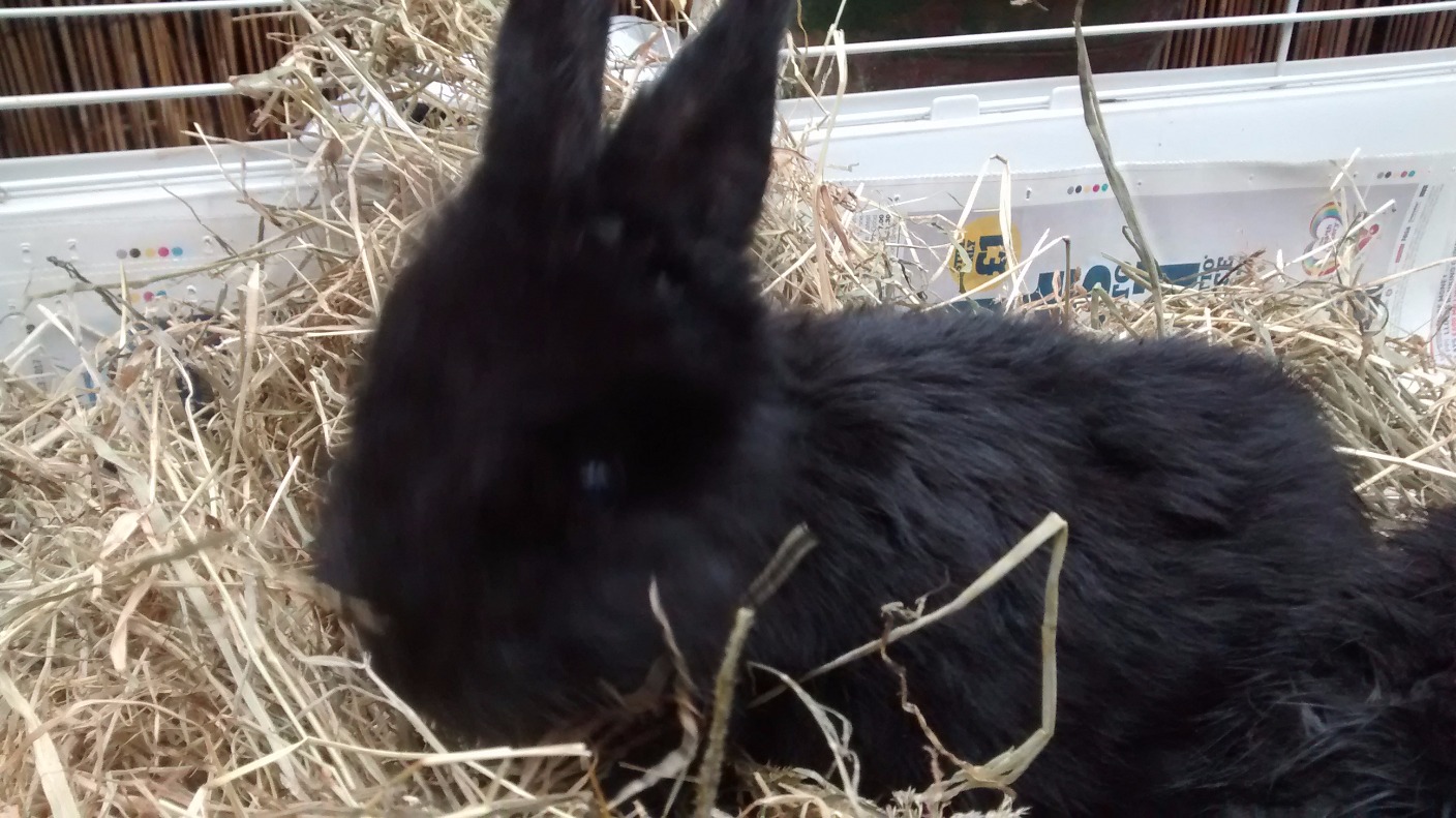 Baby rabbits abandoned on the bank of the River Mersey Granada ITV News