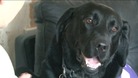 Millie, an assistance dog from Canine Partners