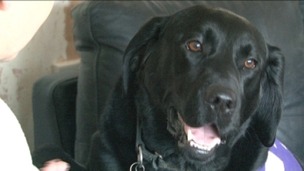 Millie, an assistance dog from Canine Partners 