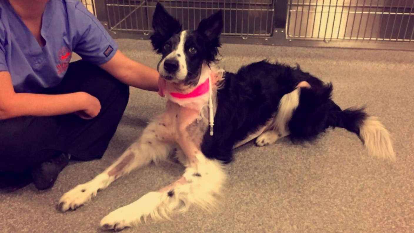 Dog has life saving surgery thanks to generous fundraisers dog has life saving surgery thanks to generous fundraisers