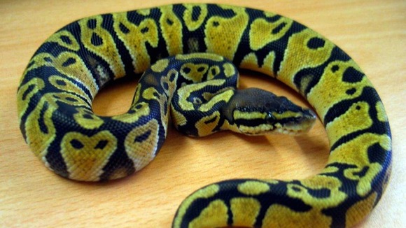 The snake, nicknamed Lulu, is now being cared for at the Scottish SPCA's Glasgow Animal and Rehoming Centre