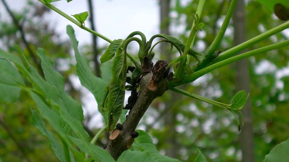 affected tree